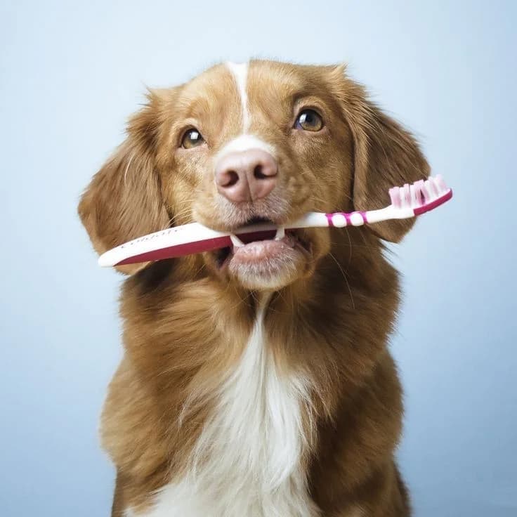 Dog receiving dental care at Alaska Pet Hospital