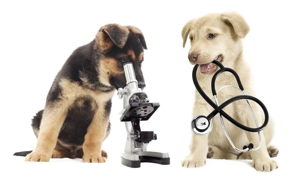 Veterinary diagnostic examination at Alaska Pet Hospital