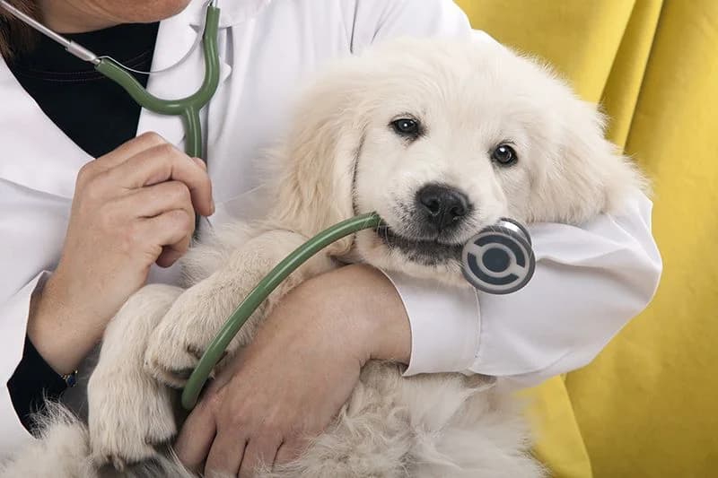 Preventive and wellness care for a pet at Alaska Pet Hospital