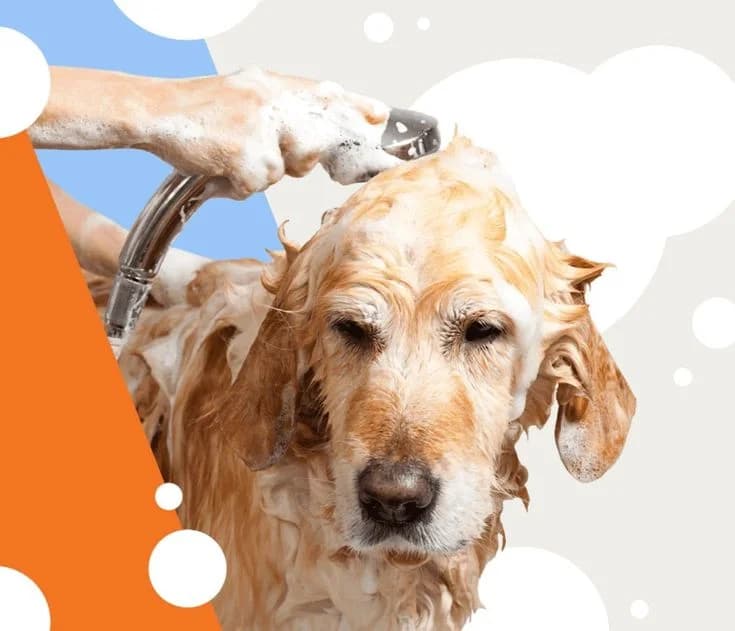 Professional pet grooming at Alaska Pet Hospital