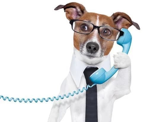 Online veterinary consultation at Alaska Pet Hospital
