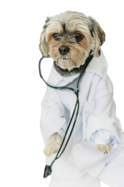 pexels sam lion 5732461 removebg preview